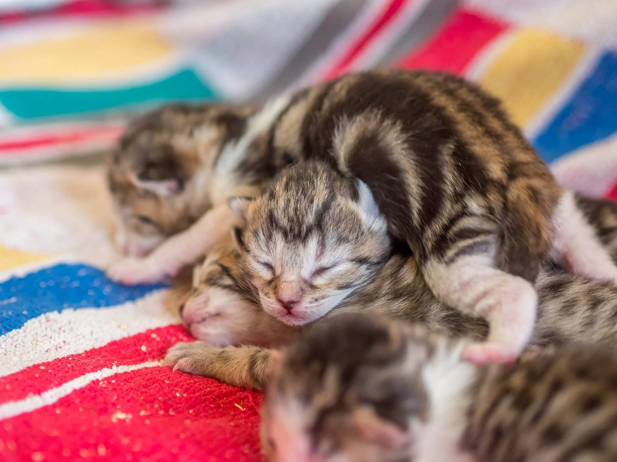 Kitten hotsell rescue sanctuary